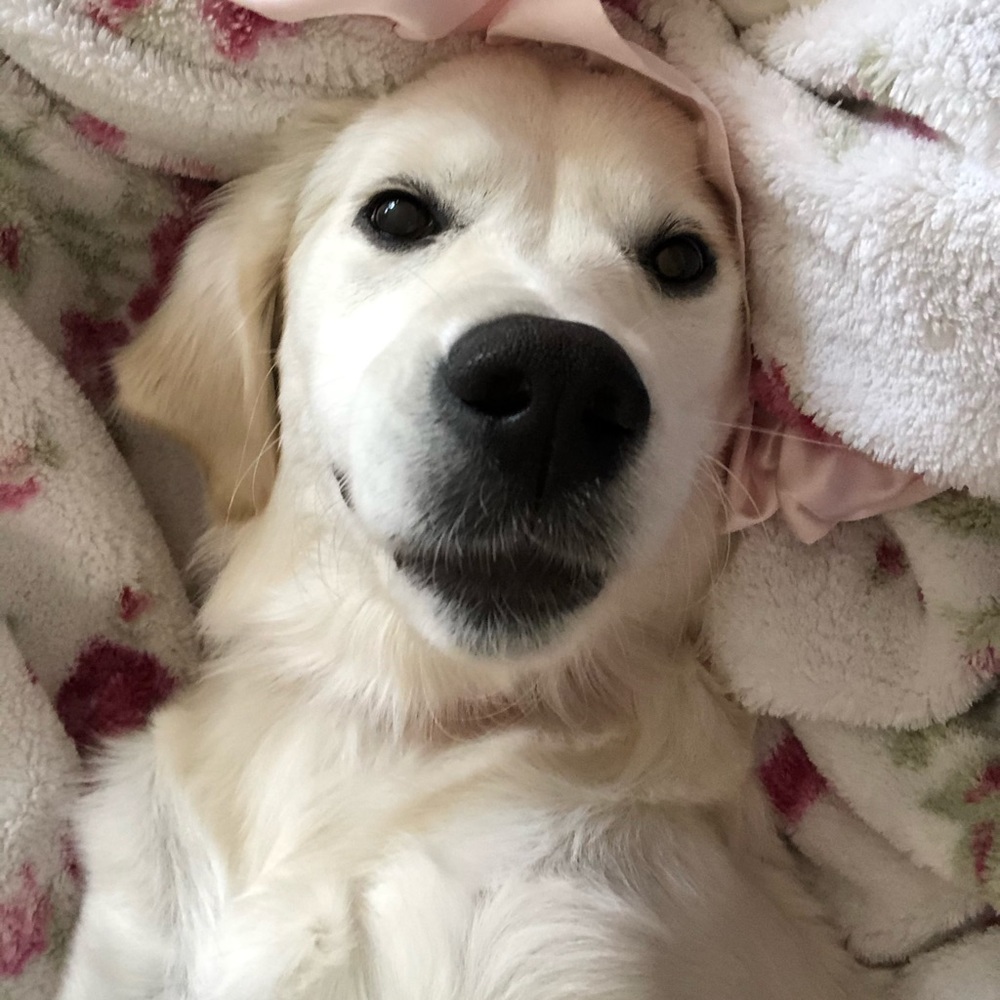 Meet your Posher, Sophie